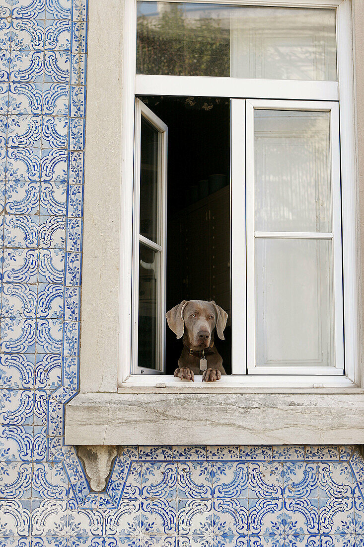 Dog at window, Lisbon. Portugal