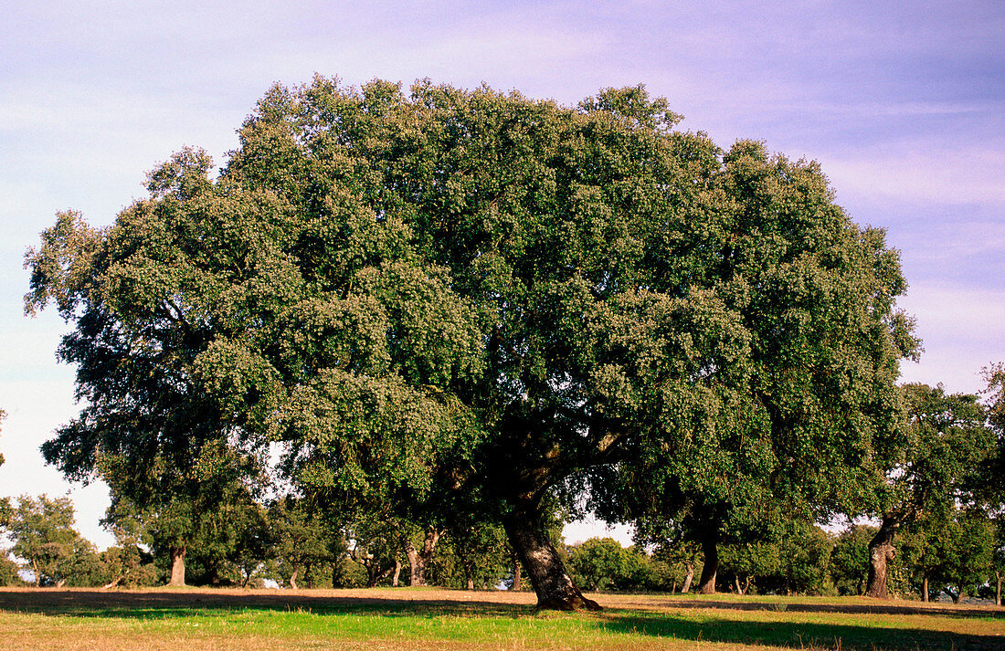 Holm Oak (Quercus ilex)