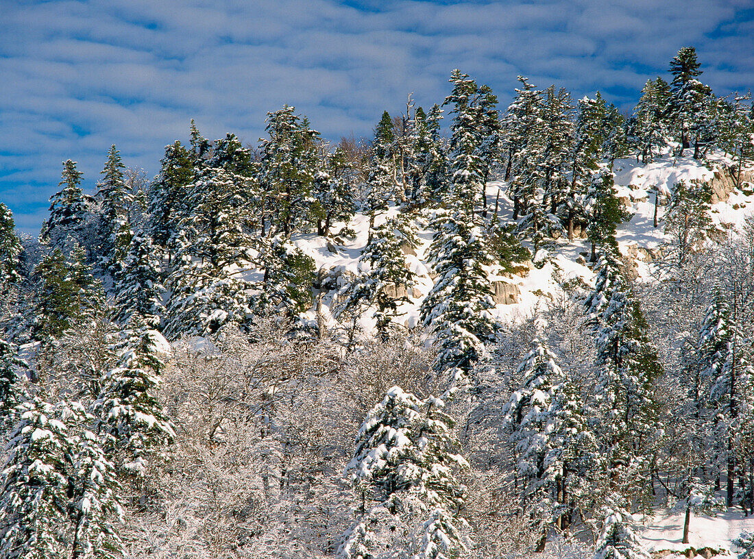 Beeches and Mountain Pines (Pinus uncinata). Pierre Saint Martin. Valle del Roncal