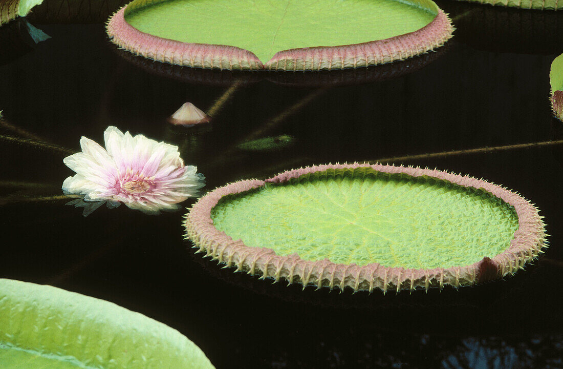 Water Lily (Victoria amazonica)