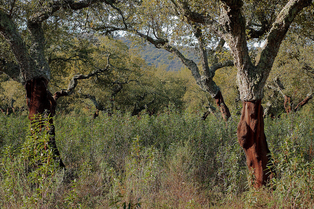 Cork oaks (Quercus suber). Sierra de San Pedro. Cáceres province. Extremadura. Spain