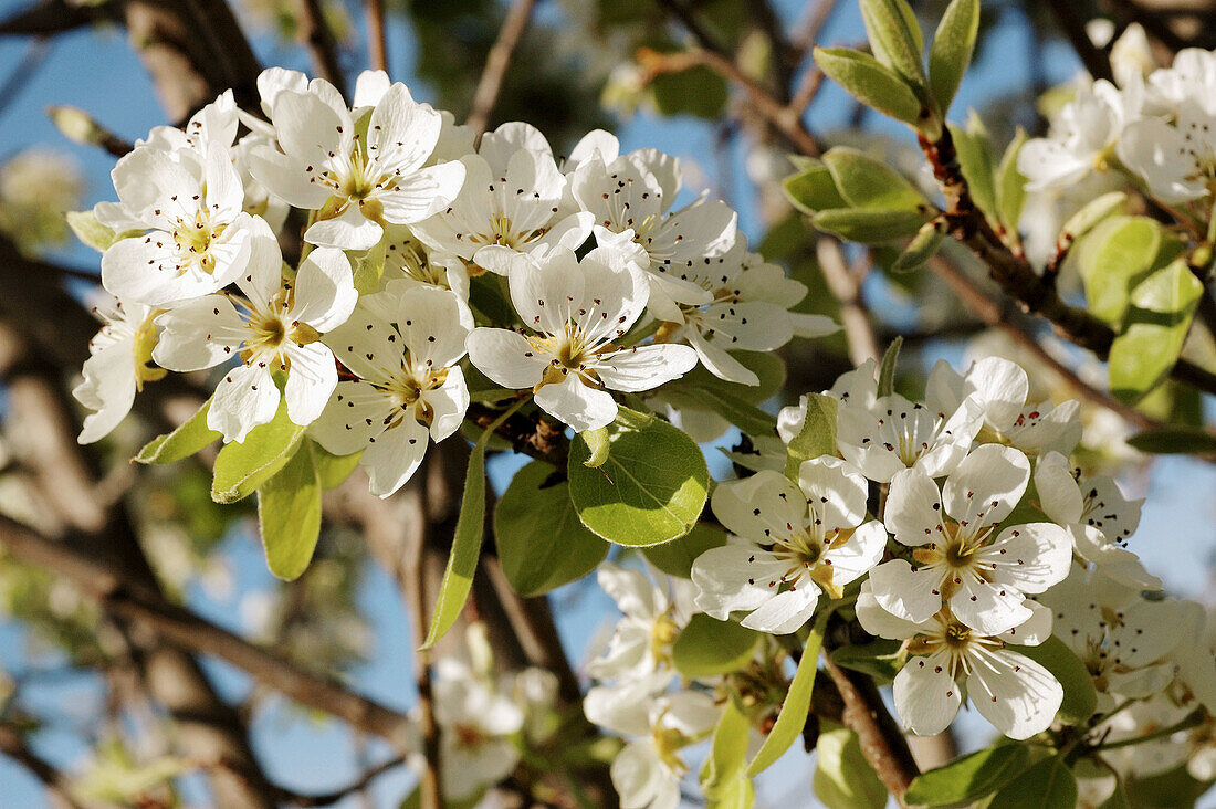 Pear tree (Pyrus communis)