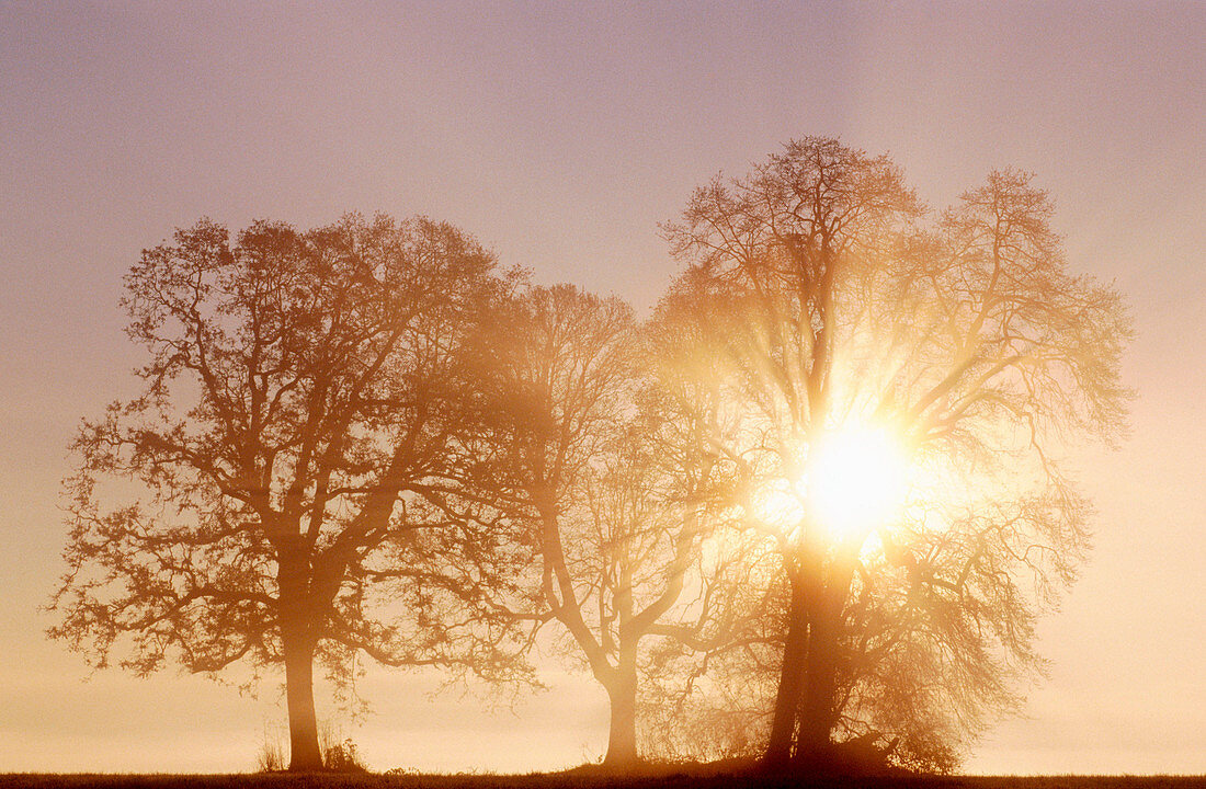 The rising sun sends rays of light through a large oak tree on a foggy spring morning
