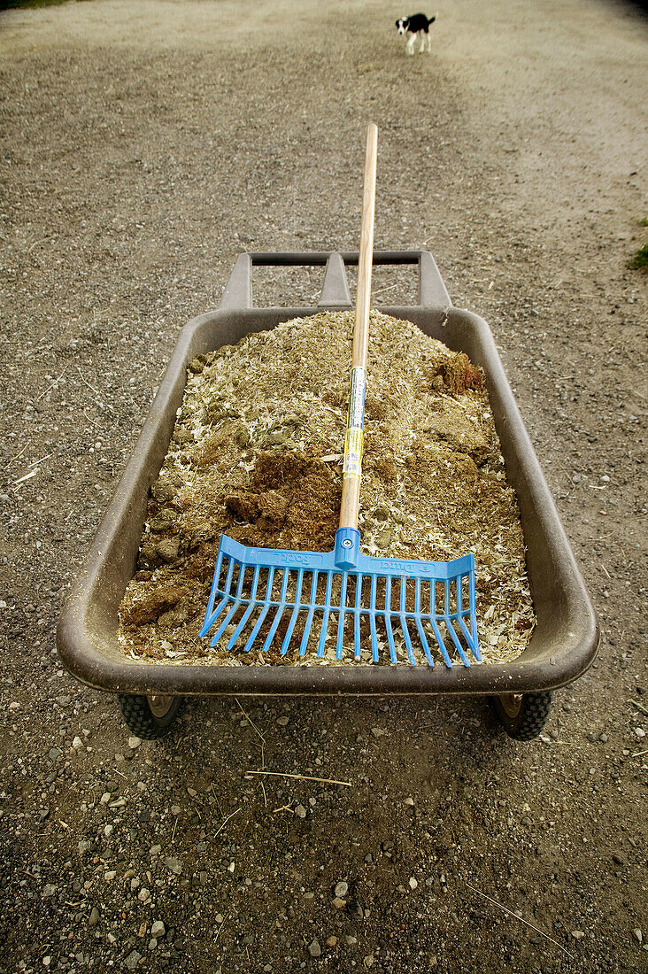 A wheel barrow used to clean horse stables, Saskatchewan , Canada