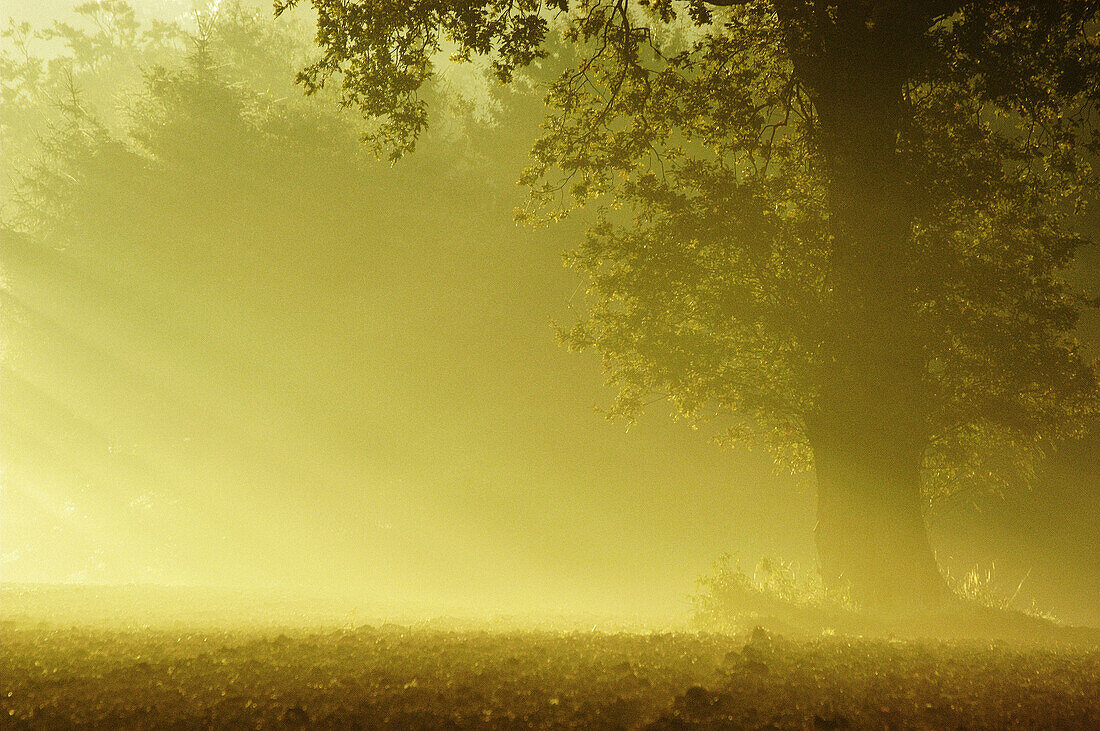 Misty morning, Lower Saxony, Germany