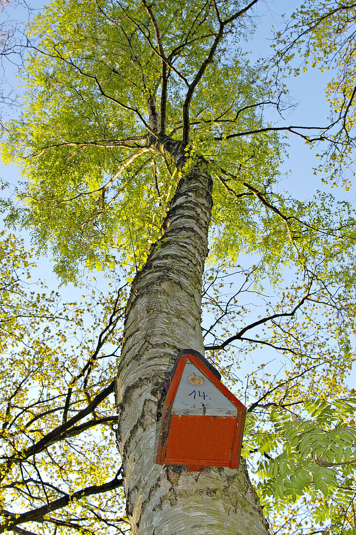 Aviary on a birch