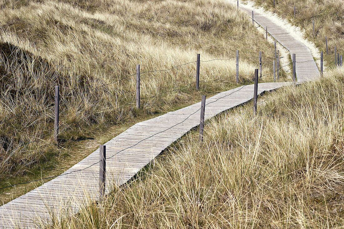 Path across dunes on Spiekeroog island, north Germany