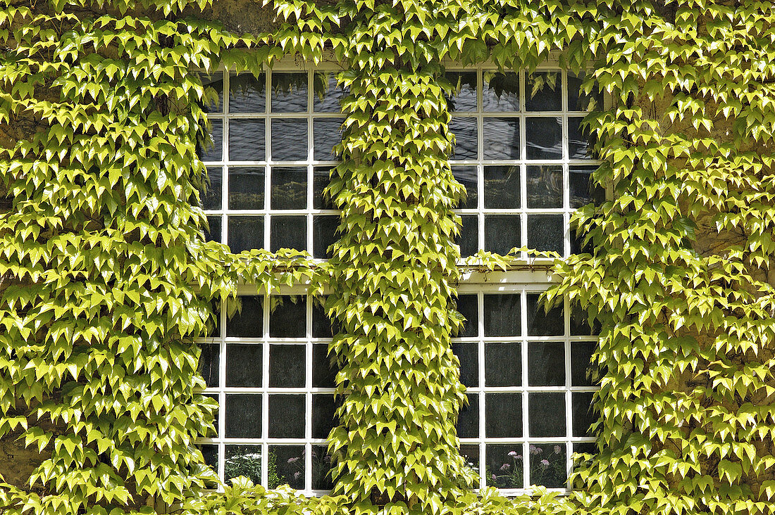 Windows in an ivy-clad wall