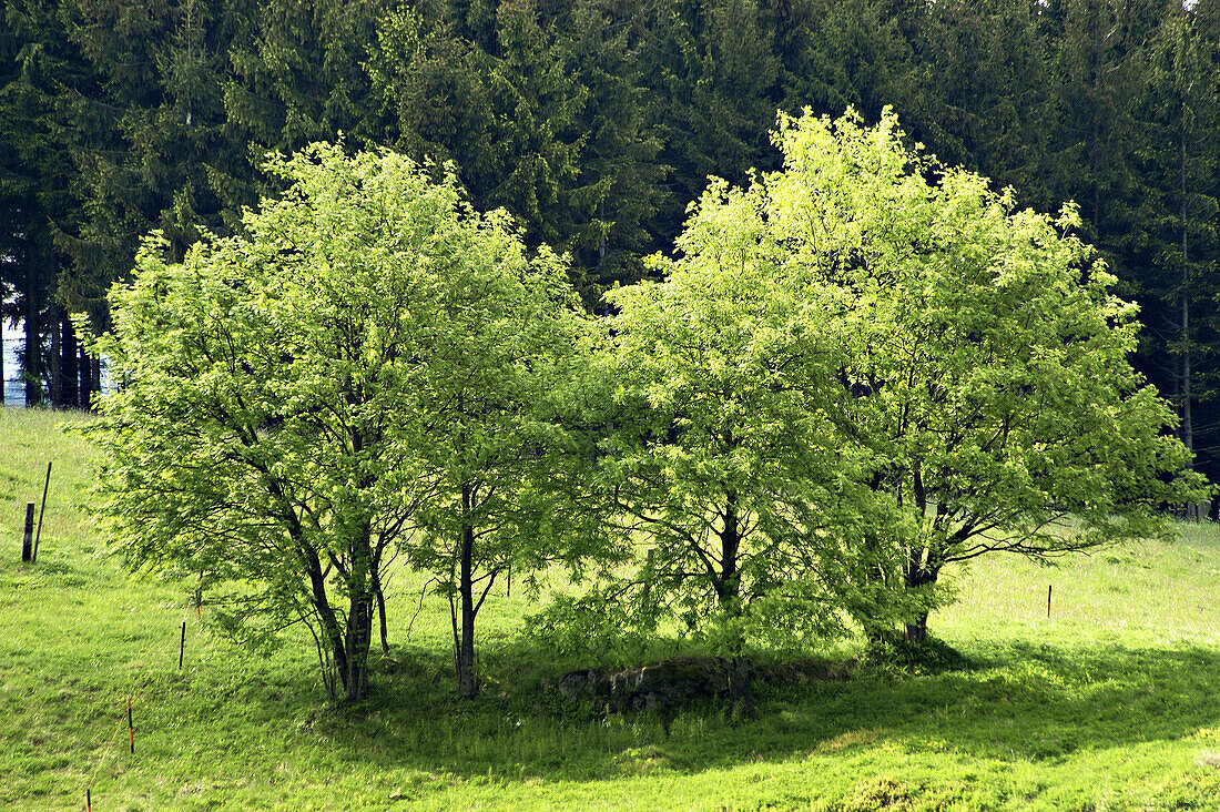 Group of trees