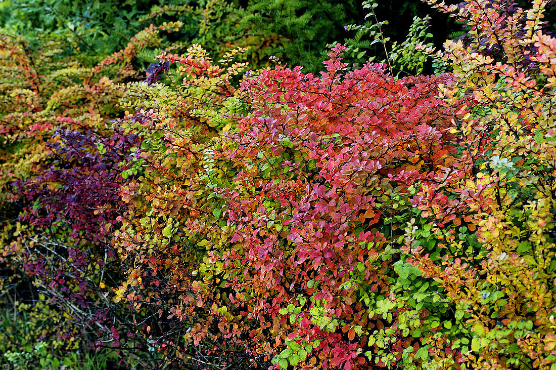 Plants in autumn