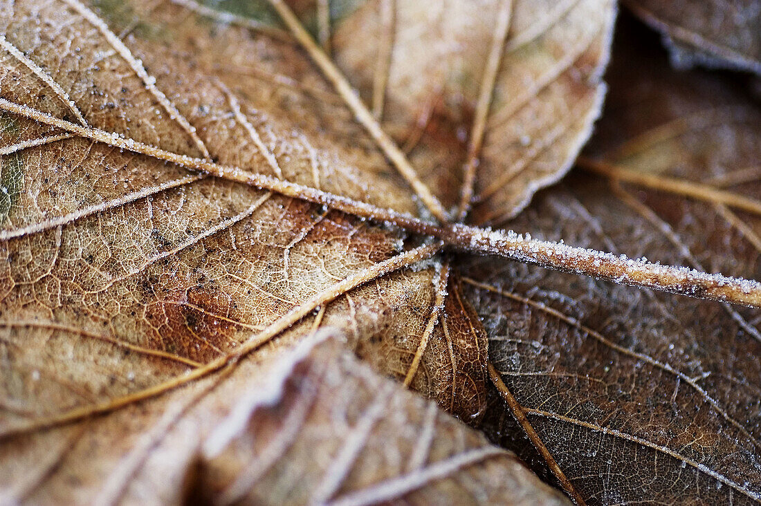 Fallen leaf with hoarfrost