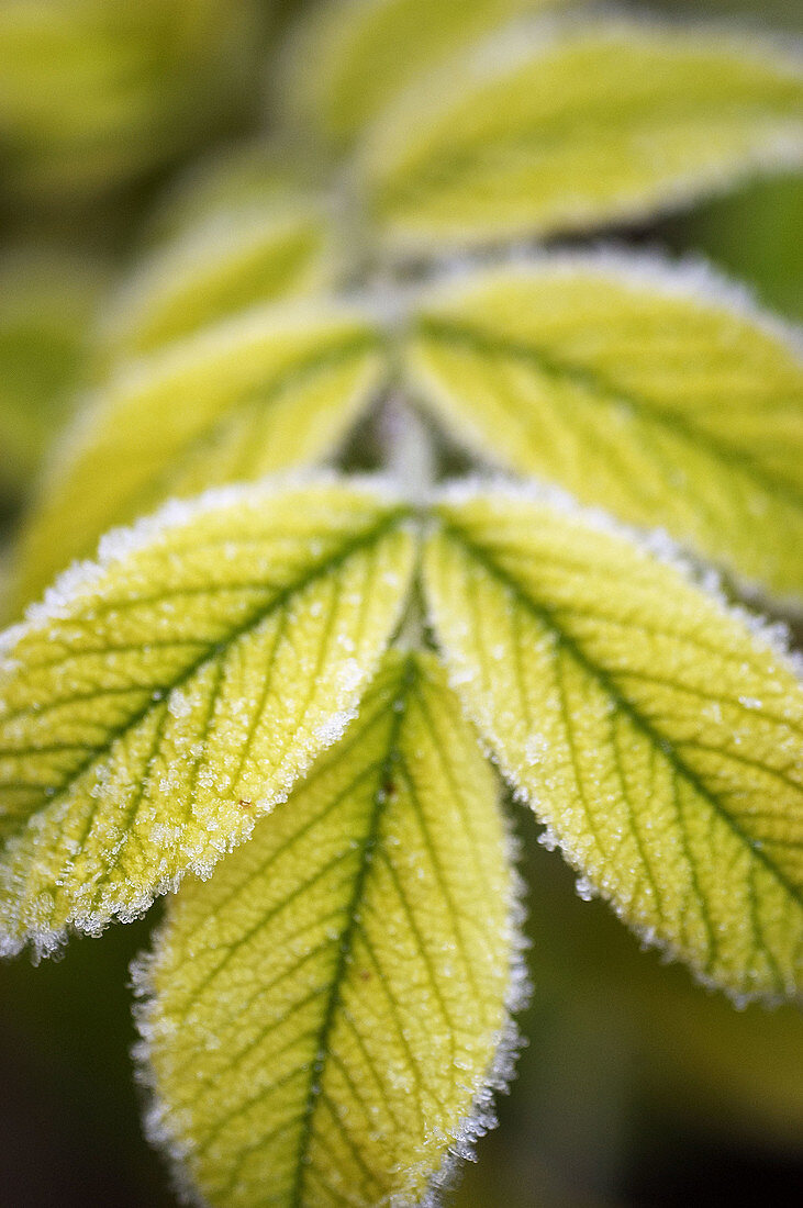 Leaf with hoarfrost