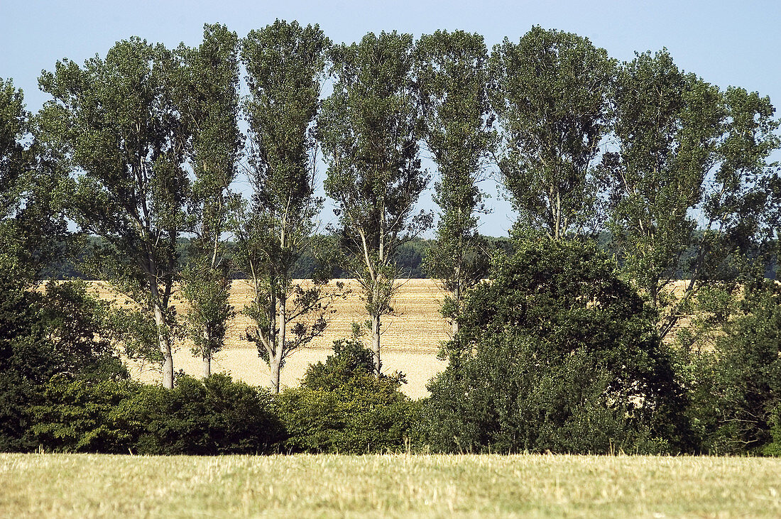 Row of trees in a rural landscape. North of Bremen. Lower Saxony. Germany.