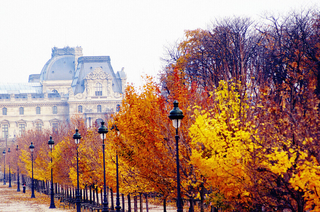 Trees in fall in Tuileries gardens. Paris. France
