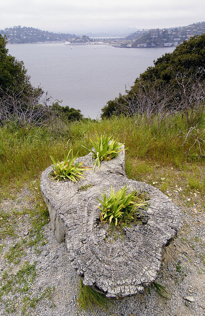 Plants growing in tree stump. Angel Island. Bay area. San Francisco, California. USA.