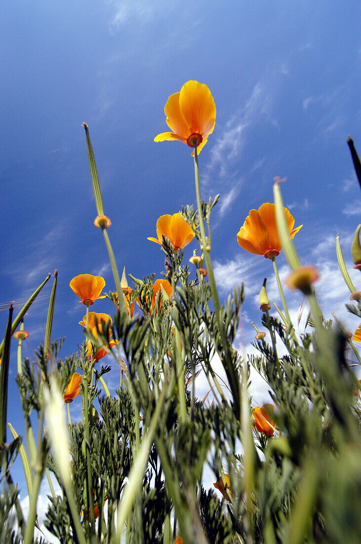 Orange California poppies with blue sky. Dublin, California. USA.