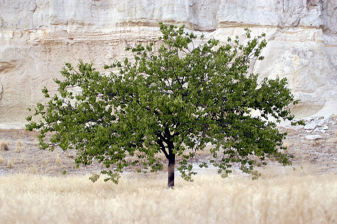 Solitary tree. Cappadocia. Turkey.
