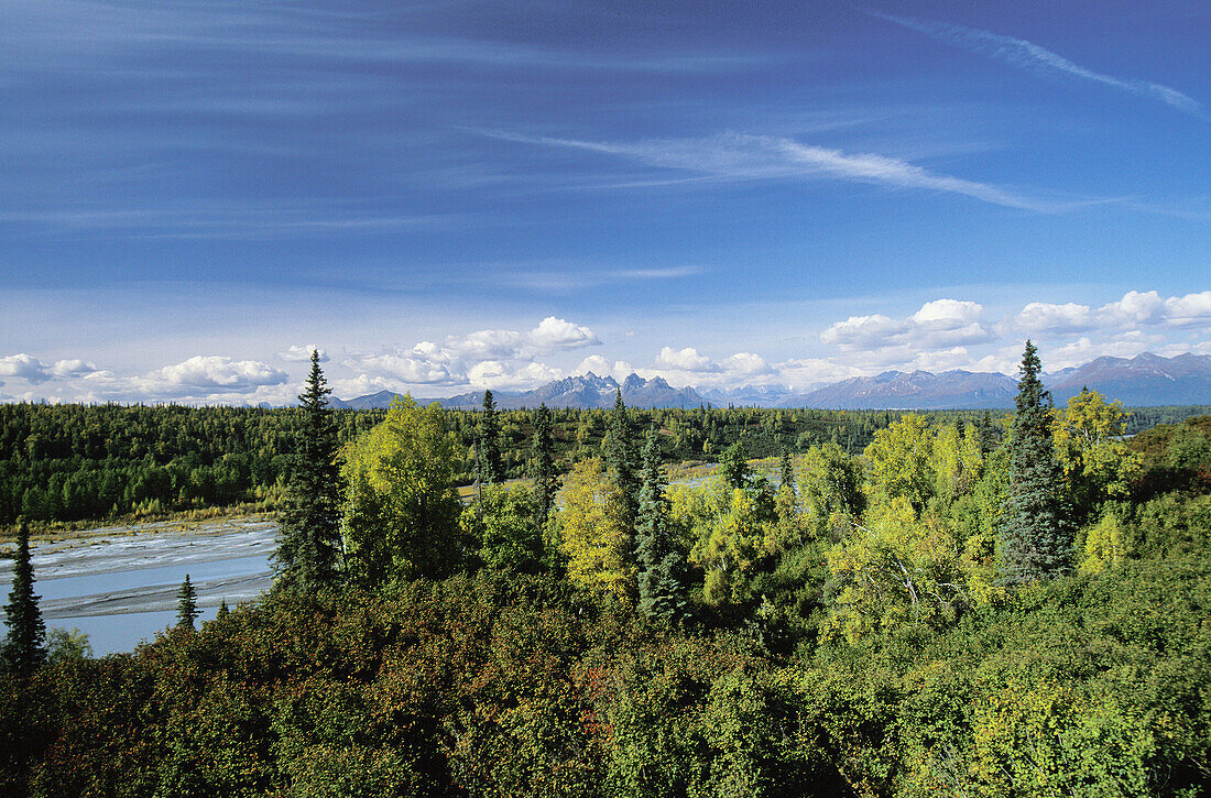 View of forest and mountains of Denali State Park. Alaska