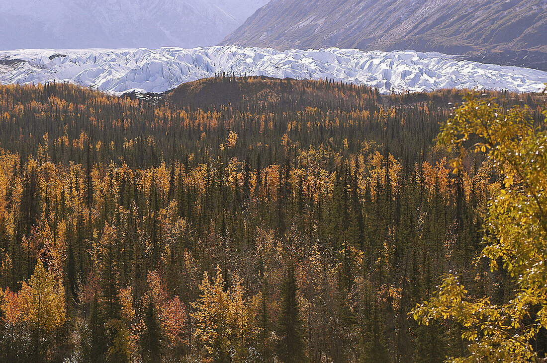 Forest and mountains with autumn colors along the Richardson Highway. Alaska. USA