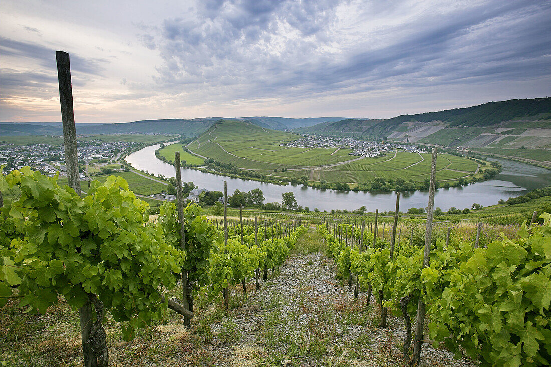 Terraced vineyards on hills along the Moselle River. Moselle River Valley. Germany