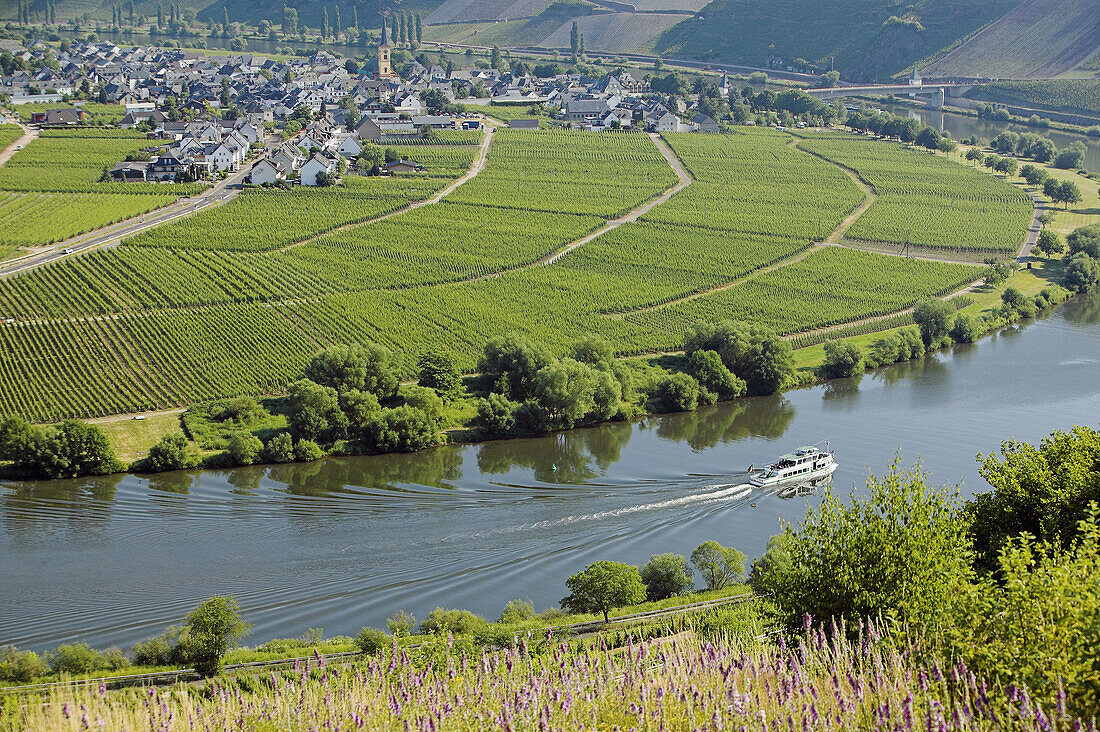 Terraced vineyards on hills along the Moselle River with boat near the village of Trittenheim. Moselle River Valley. Germany