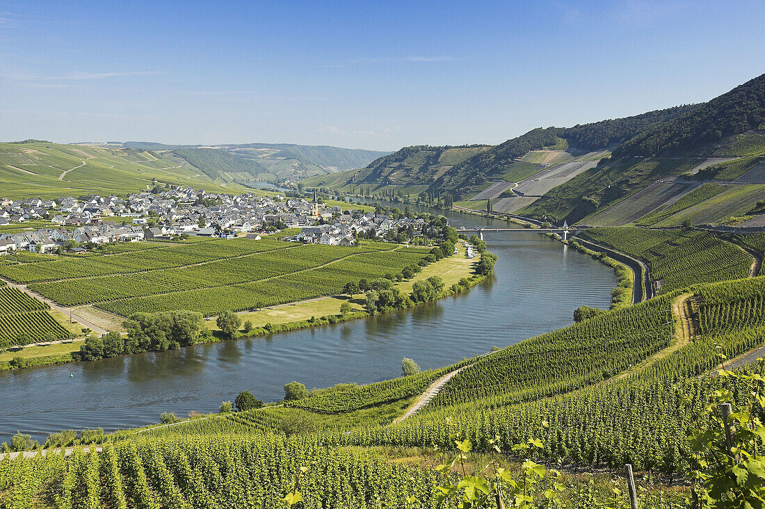 Terraced vineyards on hills along the bend of the Moselle River near Trittenheim. Moselle River Valley. Germany