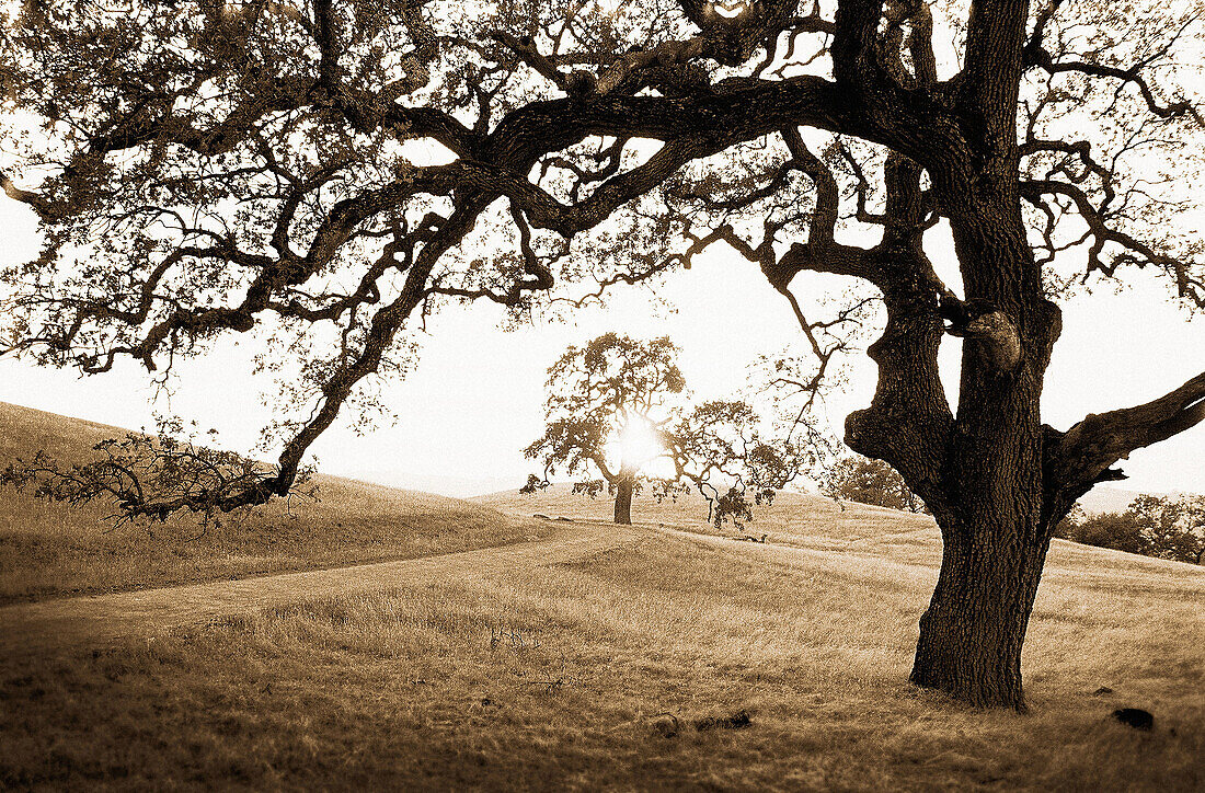 Oak trees at sunset. Morgan Territory Regional Park. California. USA