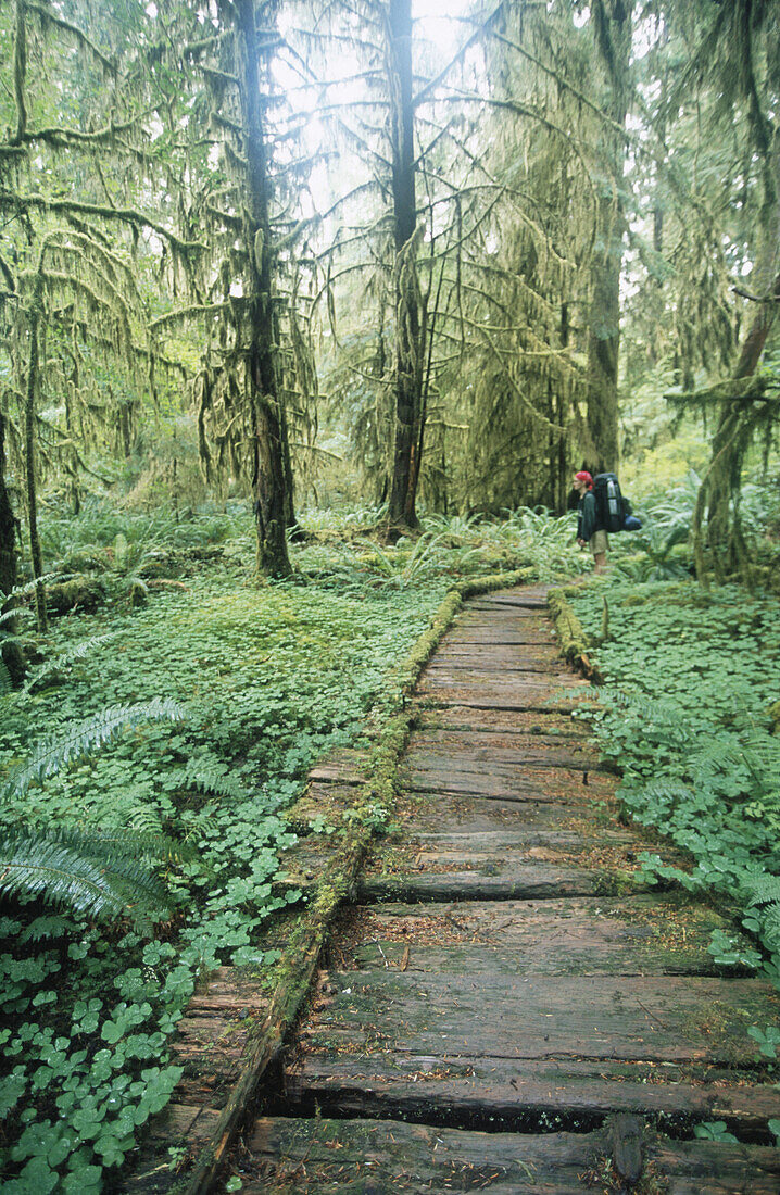 Boarded path at Bogachiel River trial. Olympic National Park. Washington. USA