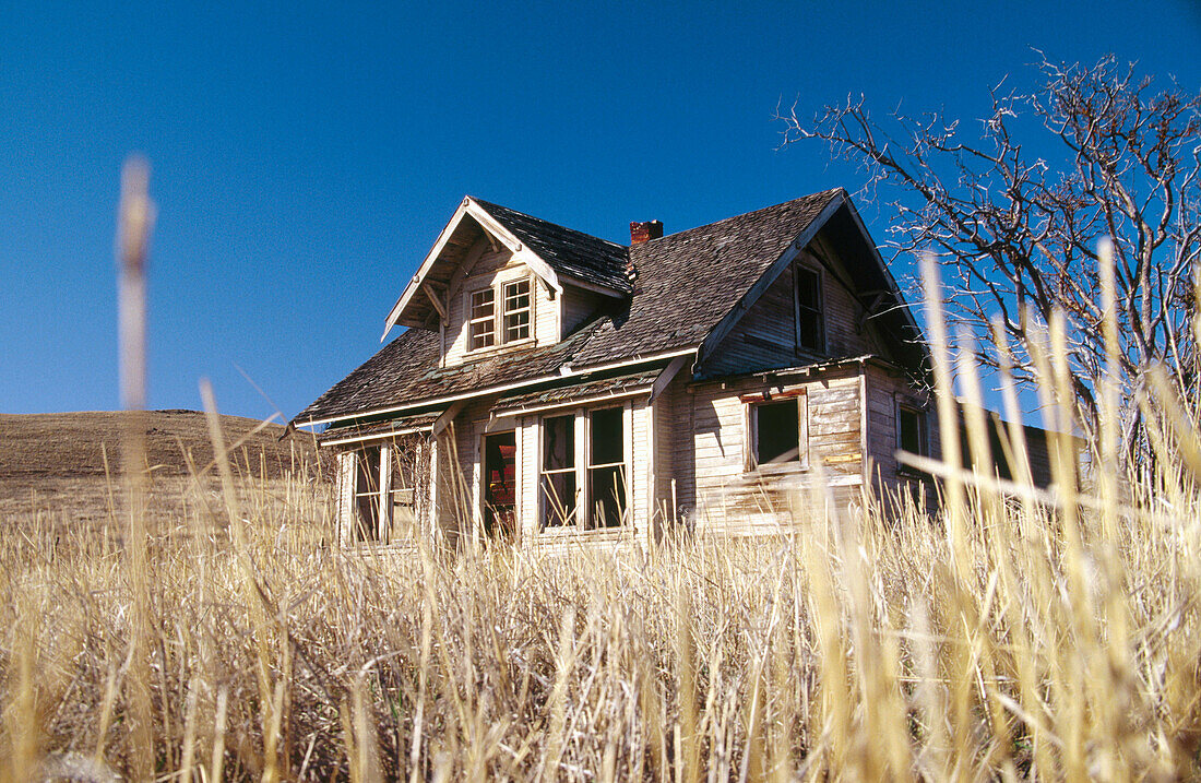 Field grass stubble with an abandoned house in background. Wallowa County, Oregon, USA