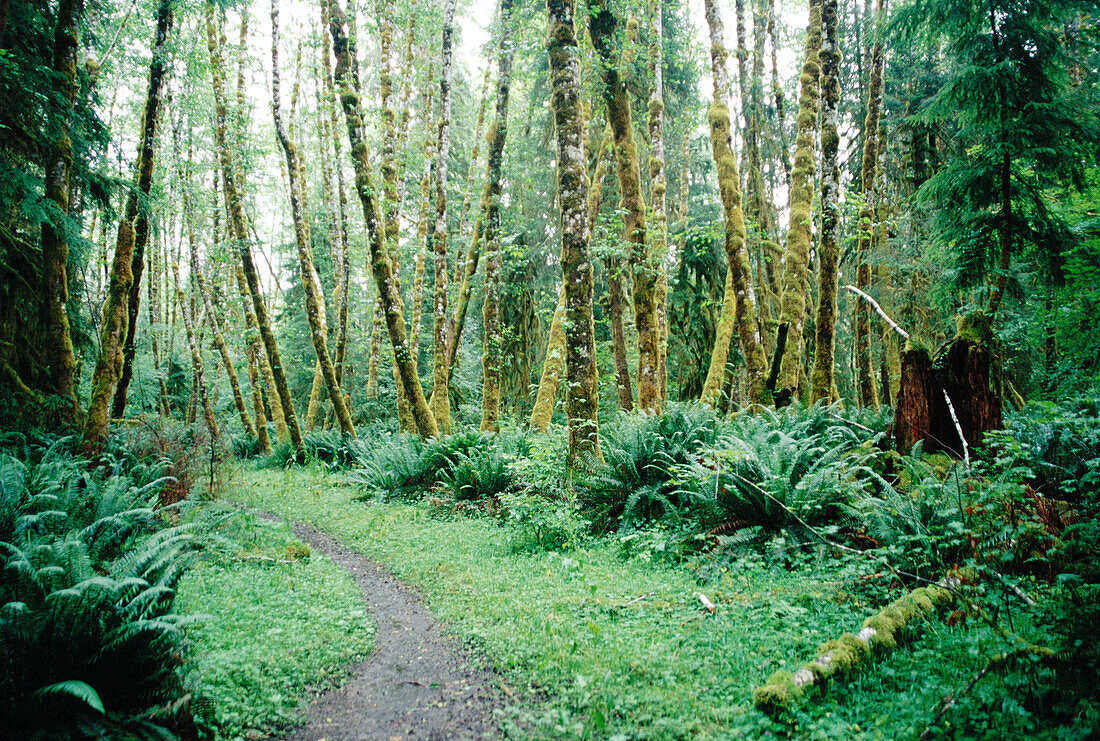 An opening in the trail. Bogachiel River trail, Olympic National Park. Washington. USA.