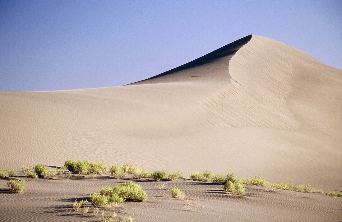 Sagebrush dots the foreground of a sand dune at Bruneau Dunes State Park. Owyhee County. Idaho. USA.