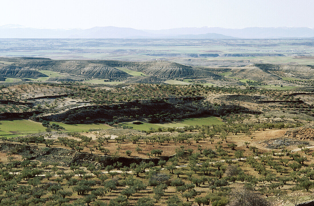 Fields in La Alcarria region. Guadalajara province, Spain