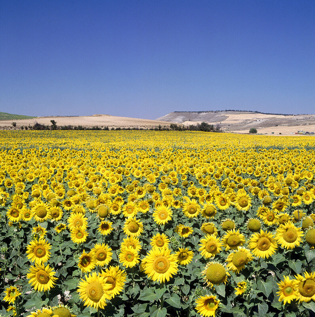 Cerrato region landscape. Palencia province, Castilla-León, Spain