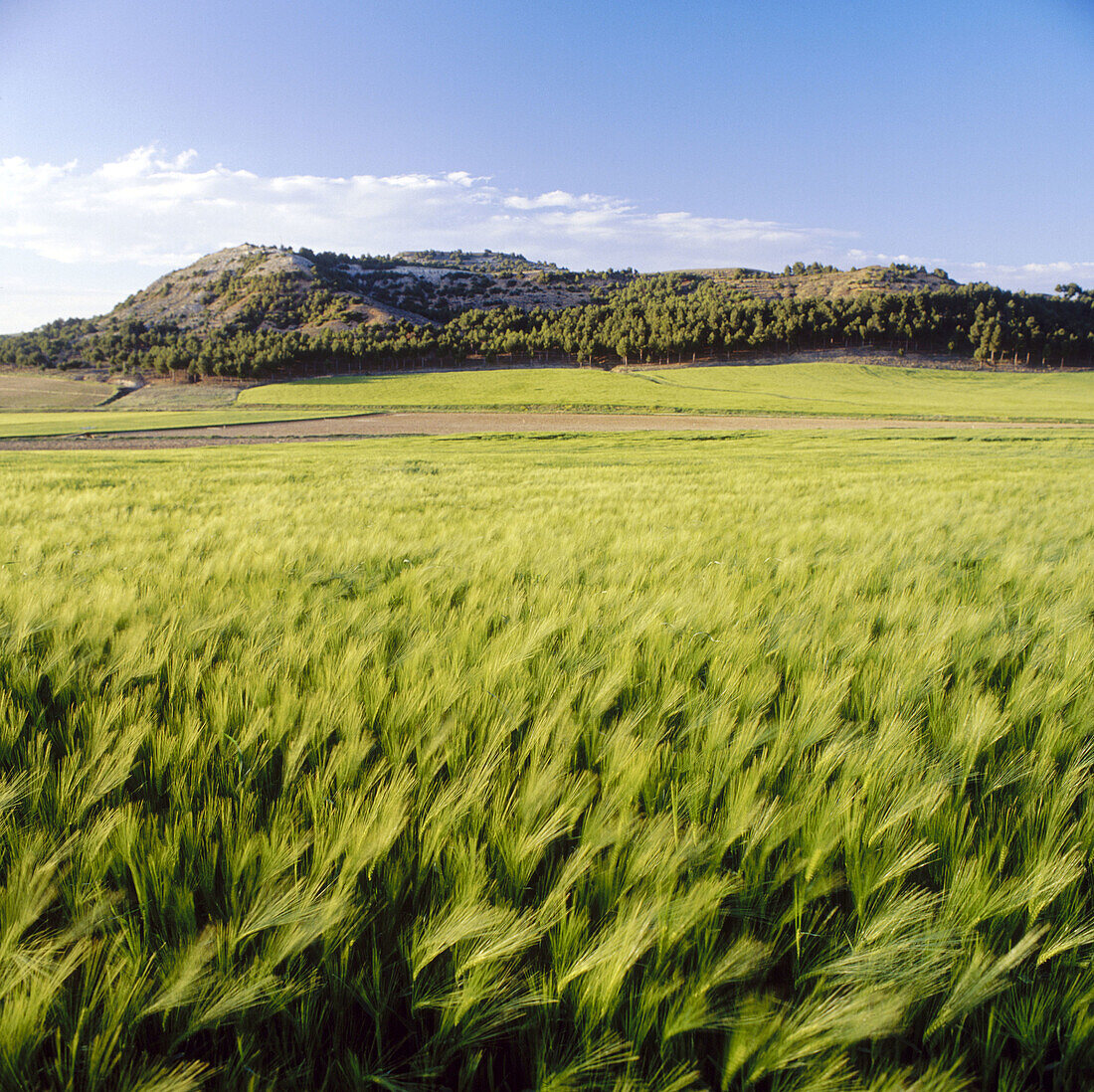 Wheat field, Valbuena de Duero. Valladolid province, Castilla-León, Spain
