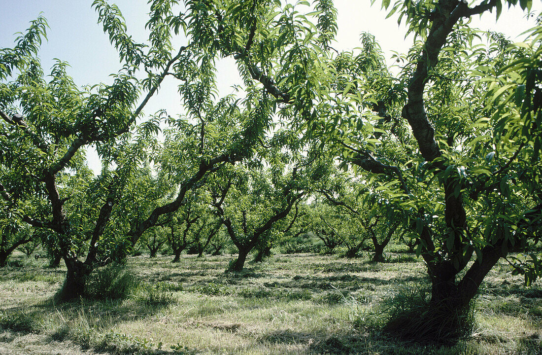 Fruit trees in La Litera, Tamarite. Huesca province, Aragón, Spain