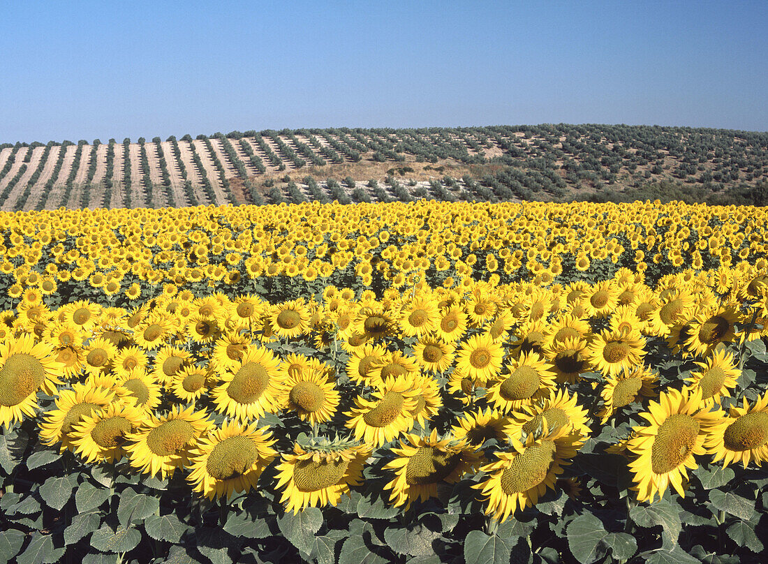 Sunflowers, Écija. Sevilla province, Andalusia, Spain