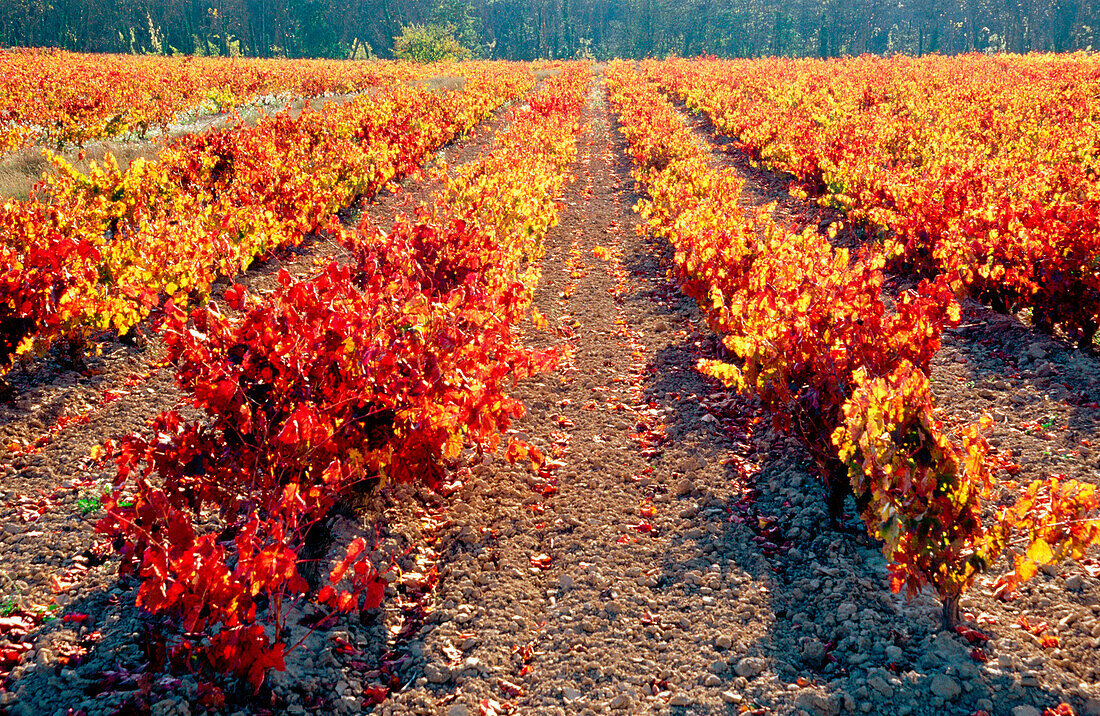 Vineyard. Alava. Spain