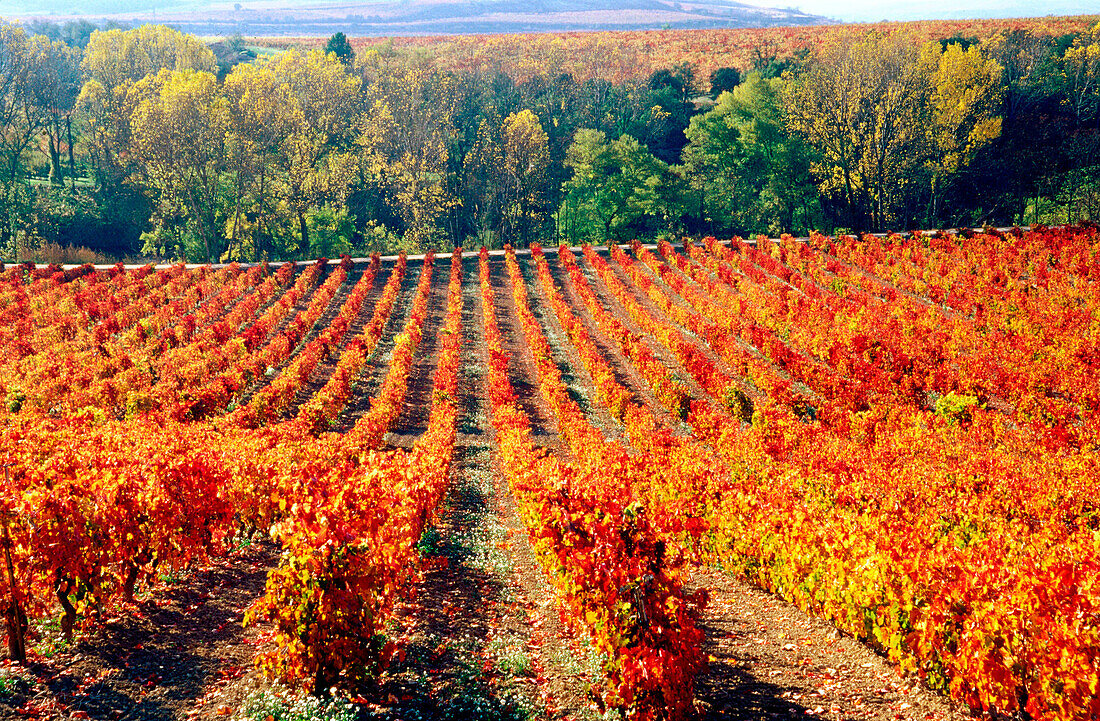 Vineyard. Alava. Spain