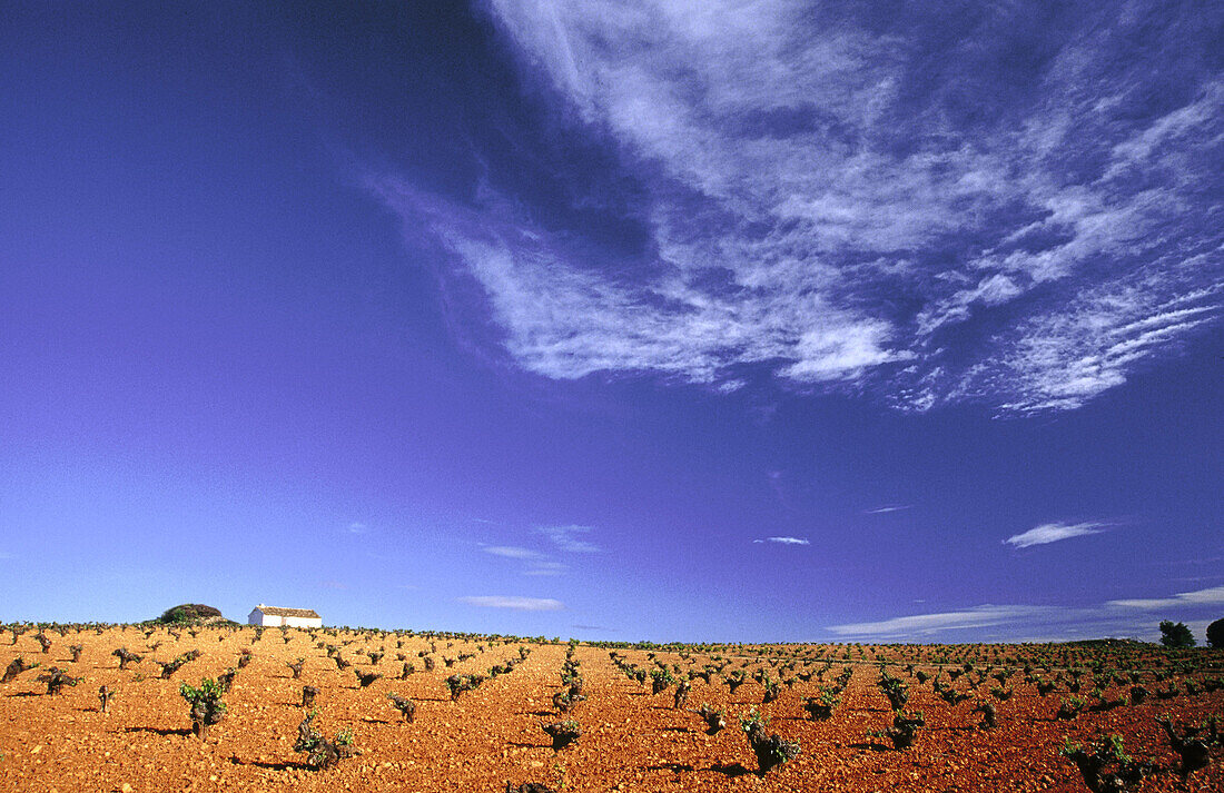 Vineyards. Ciudad Real province. Castilla-La Mancha. Spain