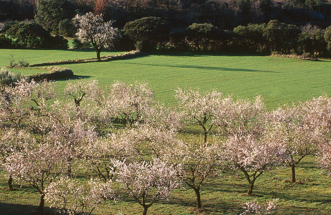 Almond trees in Agüero. Huesca. Spain.
