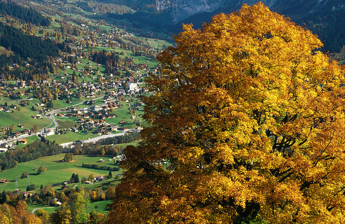Grindelwald. Bern. Switzerland.