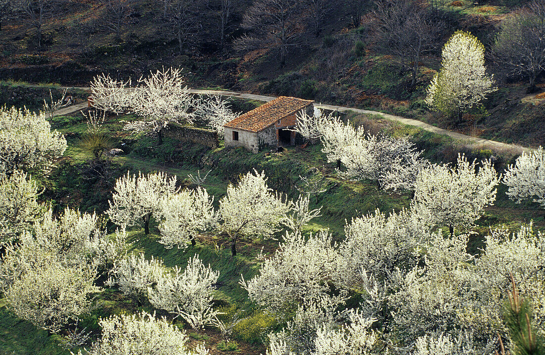 Jerte valley. Cáceres province. Extremadura. Spain.