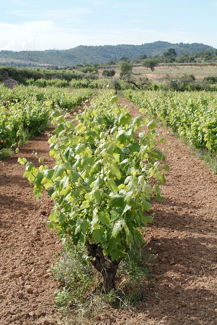 Vines in Garraf. Barcelona Province. Catalunya. Spain