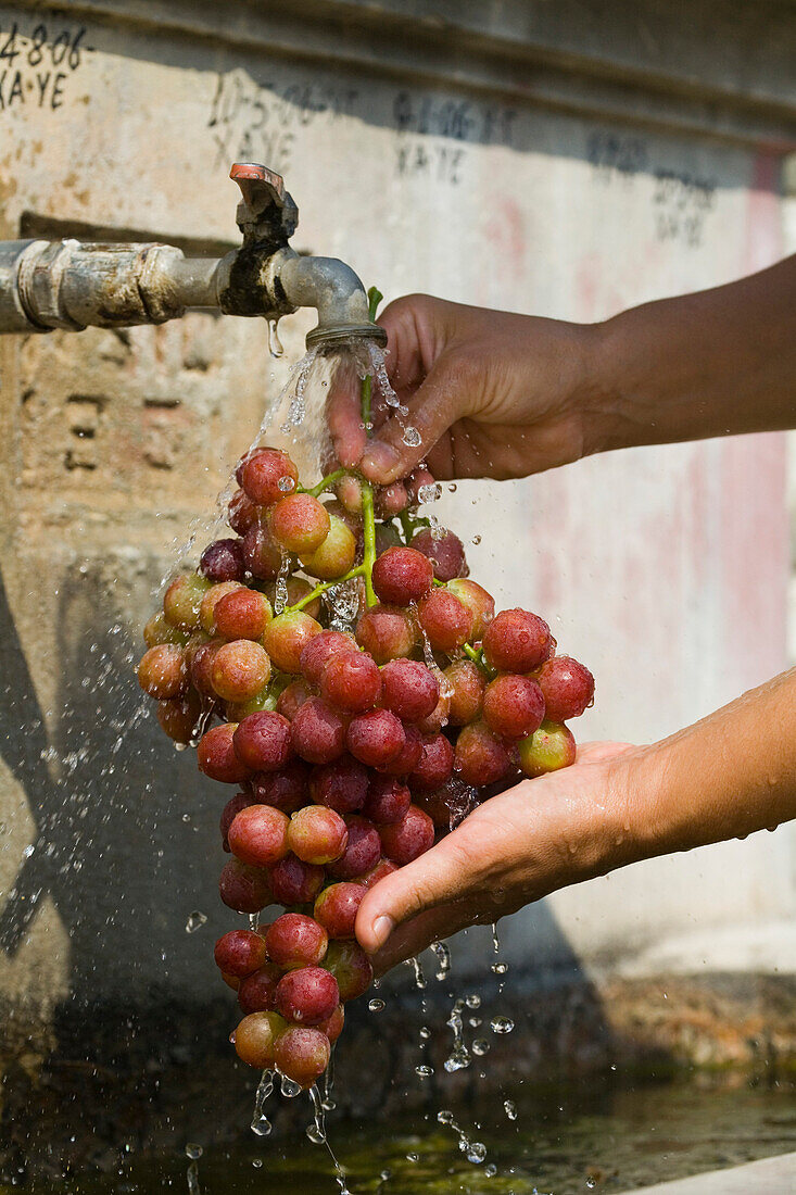 Ein Mensch wäscht Trauben in einem Brunnen, Trauben Waschen, Troodos Gebirge, Südzypern, Zypern
