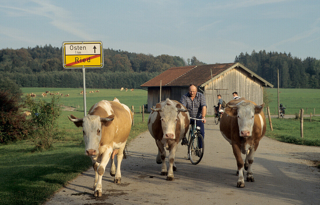 Kühe bei Bad Tölz, Landschaften in Bayern, Oberbayern, Bayern, Deutschland