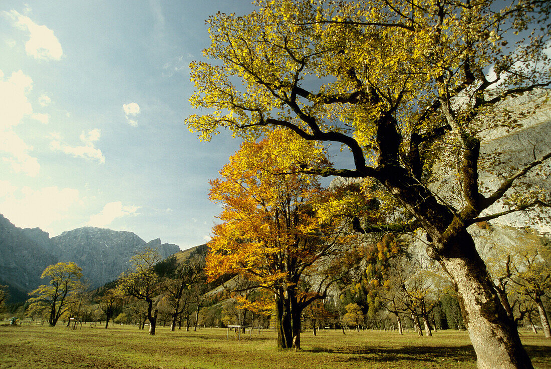 Großer Ahornboden im Herbst, Tirol, Österreich