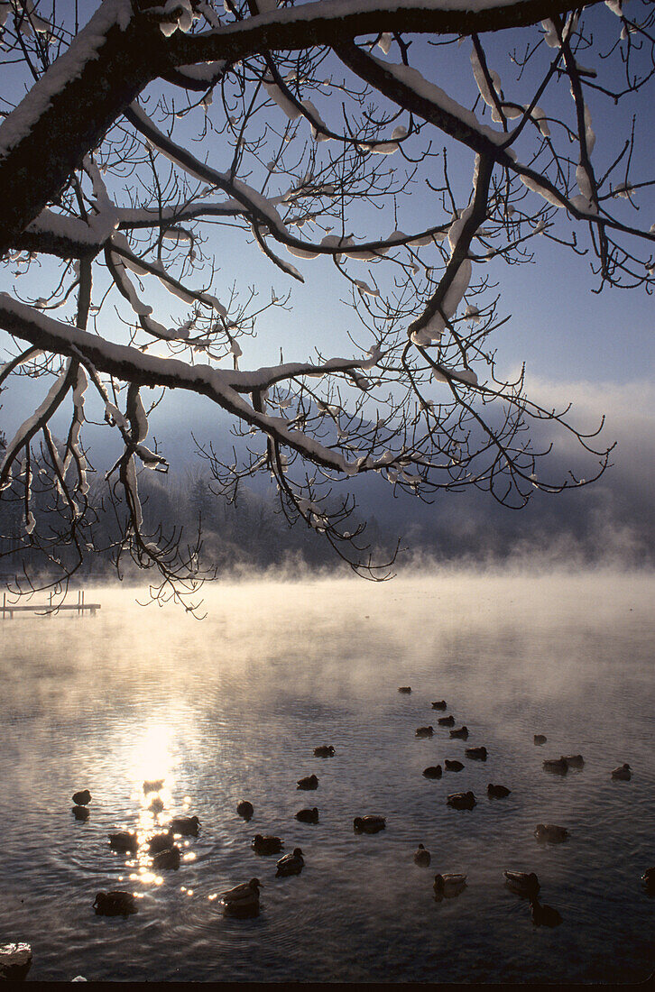 Morning mist over Lake Kochel, Bavaria, Germany