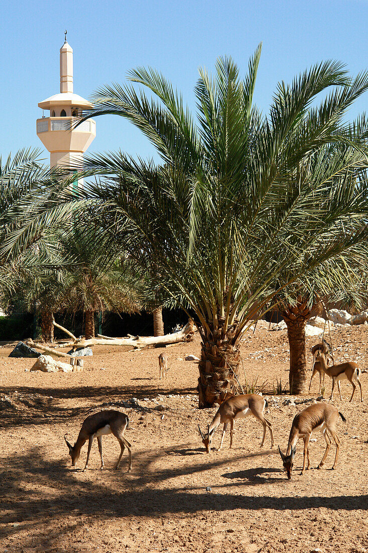 Zoo, Al Ain, Abu Dhabi, Vereinigte Arabische Emirate, VAE