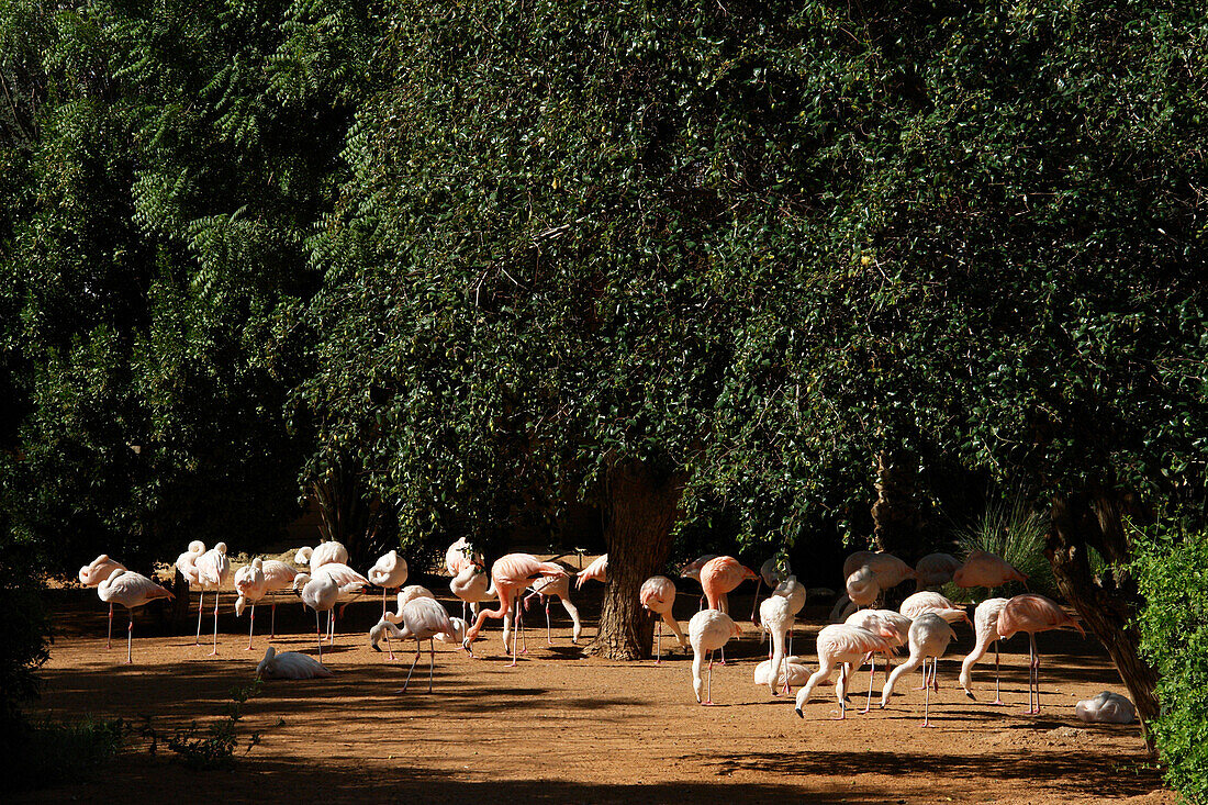 Al Ain Zoo, Abu Dhabi, United Arab Emirates, UAE