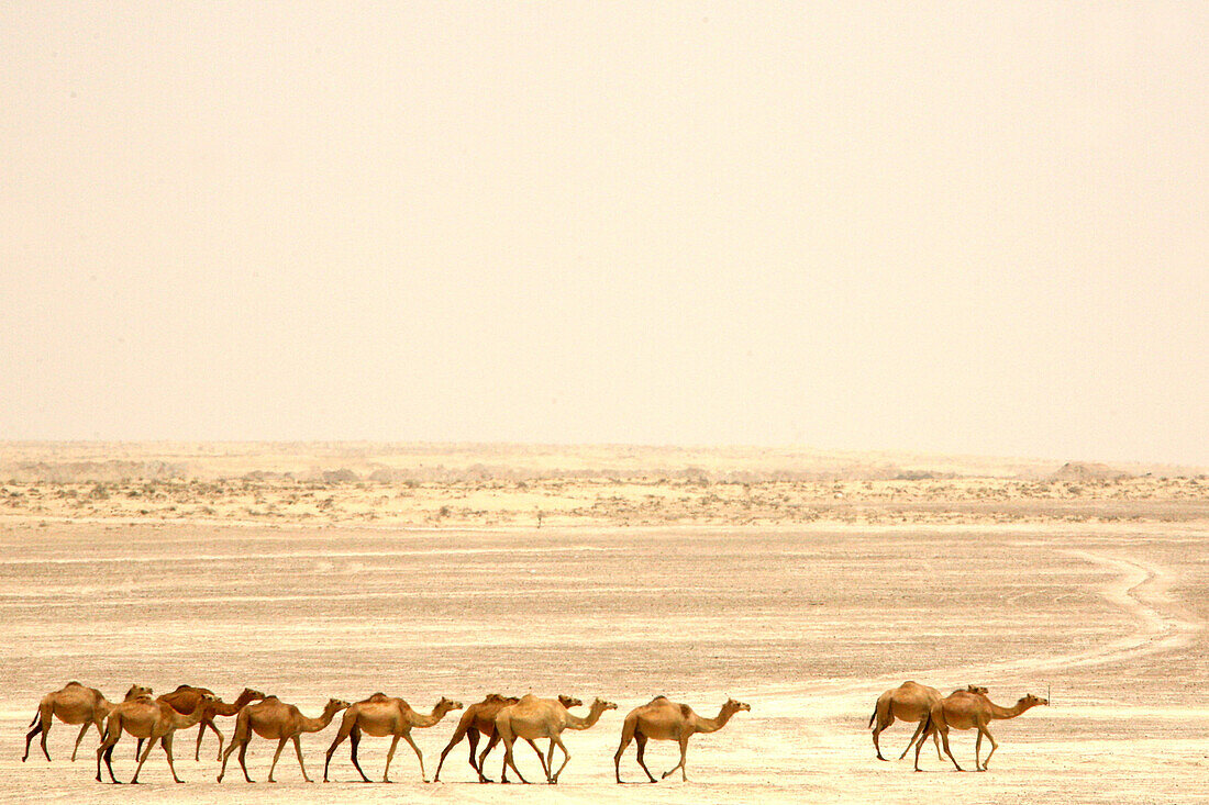 Camels crossing the desert, Dubai, United Arab Emirates, UAE